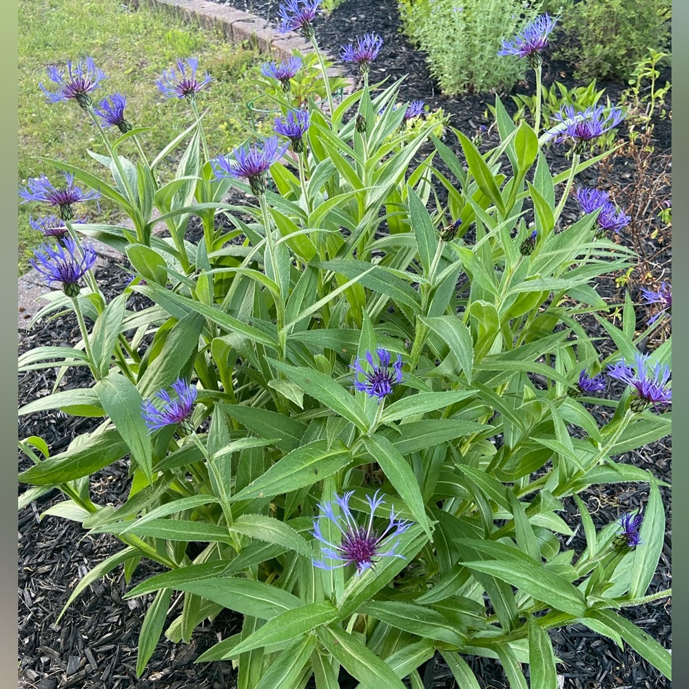 Private Sale for @laurahansen64